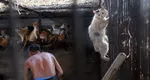 Muncitorii asiatici, acuzaţi că le mănâncă pisicile românilor, alertă pe reţelele de socializare. „Râdea şi spunea că e pentru masă”