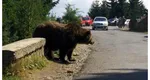 Alertă în Sinaia. O ursoaică şi puii ei se plimbau nestingheriţi prin staţiune