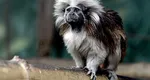 Poliţia din Japonia vânează o maimuţă sălbatică, care a atacat 10 persoane dintr-o grădiniţă