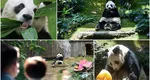 Cel mai bătrân mascul panda din lume aflat în captivitate a murit la vârsta de 35 de ani, echivalentul a 105 ani pentru oameni
