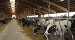 Seceta distruge agricultorii români! „Am dat 100 de vaci de lapte la abator pentru că nu mai aveam ce să le dau să mănânce!” Dramele fermierilor români!