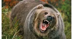 Bărbat atacat de urs în Buzău. A fost transportat de urgenţă la spital