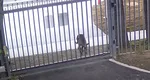 Un cangur a încercat să intre în Ambasada Rusiei din Australia. Video-ul este viral pe Internet