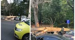 Copac prăbuşit peste maşini într-o parcare din Sectorul 3