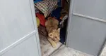 Pui de leu ținut ca animal de companie într-o gospodărie din Suceava. Autoritățile au fost sesizate, ce s-a întâmplat cu animalul sălbatic