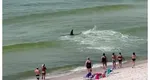 Momente de panică printre turiştii aflaţi la plajă, în SUA. Un rechin a fost surprins înotând aproape de mal