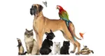 Tot mai mulți români adoptă animale de companie. Aproape jumătate dintre gospodării au un câine sau o pisică