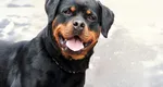 Femeie cu piciorul sfâşiat după ce a fost atacată de un Rottweiler. Poliţiştii au împuşcat animalul ca să poată salva victima