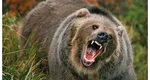 Fermier din Râmnicu Vâlcea, atacat de urs. Bărbatul a ajuns la spital în stare gravă
