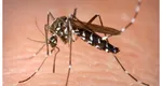 Alertă în România din cauza virusului West Nile. Cinci persoane s-au infectat în ultima săptămână