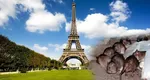 Parisul invadat de șobolani. Populația rozătoarelor e de două ori mai mare decât locuitorii capitalei Franței