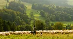 România a rămas fără ciobani! Crescătorii de oi angajează oameni din Bangladesh
