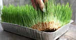 Ce este bine să faci cu grâul pus la încolţit, indiferent dacă acesta a crescut sau nu. Este mare păcat, soarta se întoarce împotriva ta