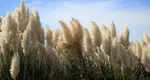 Un bărbat din Tulcea care tăia cu drujba stuf a tăiat din greşeală capul fiului său de 7 ani care se juca