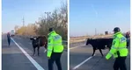 O vacă a blocat zeci de minute traficul pe soșeaua București-Pitești. Cum au reacționat șoferii aflați în trafic