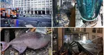 Dezastru de proporții! A explodat cel mai mare acvariu cilindric din lume. Peste 1.000 de pești exotici s-au împrăștiat pe o stradă din Berlin