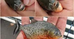 Un pescar a găsit un piranha în Crișul Repede. Garda de Mediu Bihor a declanșat o anchetă! Nimeni nu ştie cum au ajuns peştii acolo!