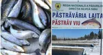18 tone de pește distruse la o păstrăvărie din Sibiu, după apariția unui focar de septicemie hemoragică virală