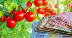 Se acordă 3000 de euro la hectar, programul Tomata a fost prelungit. Banii intră pe card până pe 15 august 2023
