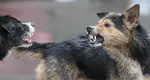 O femeie se zbate între viață și moarte după ce a fost atacată de o haită de câini, în Galați. Un bărbat care a sărit să o salveze a fost mușcat și el