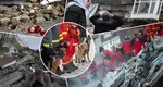 Majoritatea câinilor salvatori trimişi de IGSU în Turcia sunt salvaţi de pe stradă: „L-am găsit într-o cutie în faţa unui service, a fost singurul supravieţuitor”