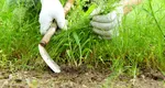 Cum să scapi de buruienile din curte. Metoda simplă, naturală și de mare ajutor în acestă primăvară