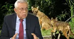 EXCLUSIV Ministrul Petre Daea promite măsuri urgente după atacul șacalilor în județul Dolj: „Vom înăspri legislaţia astfel încât să avem drumul deschis către reducerea populaţiilor de animale sălbatice”
