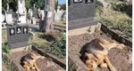 Un ciobănesc german vizitează zilnic și se întinde timp de câteva ore pe mormântul stăpânilor săi: „Există ceva în lume numit iubire adevărată”