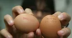 Ce trebuie să știe românii despre codul înscris pe ouă. Semnificația fiecărei cifre