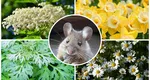 Plantele care îți protejează curtea și grădina de șoareci. Rozătoarele vor sta cât mai departe de ele