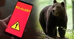 Mesaj Ro-Alert! Trei urşi au apărut într-o zonă locuită