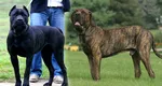 Românii care nu declară și nu respectă condițiile de deținere a unui câine periculos riscă amenzi de până la 5.000 de lei