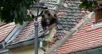 RO-Alert în Sibiu. Un urs se plimbă de 24 de ore prin oraş. Joi a fost văzut în zona aeroportului