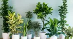 Plantele pe care trebuie neapărat să le ai în casă dacă vrei să ai noroc în dragoste. Ce spun maeștrii feng-shui despre acestea