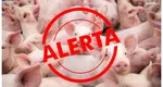 Focar de pestă porcină la o fermă de porci din Satu Mare. Peste 10.000 de porci vor fi uciși