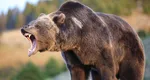 Un urs înfometat a dat buzna într-o cofetărie. A mâncat 60 de prăjituri înainte de a pleca