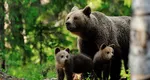 Ro-Alert în Harghita după ce o ursoiacă şi cei trei pui s-a plimbat nestingherită pe strada unei localităţi