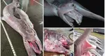 Creatură marină cu aspect bizar, de peste 800 de kilograme, capturată de pescari. E singura specie vie dintr-o familie de rechini preistorici