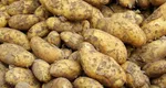Cât costă un kilogram de cartofi noi în piață. Producția este mult mai mică, în comparație cu anii trecuți: „Nu au rezistat putregaiului umed”