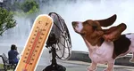 PROGNOZA METEO. Disconfort termic ridicat şi la umbră, începe cea mai fierbinte săptămână din acest an