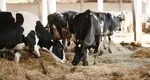 Mai mulți bani pentru crescătorii de vaci de lapte de anul acesta. Unii fermieri nu vor mai primi subvenții