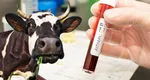 Alertă de Antrax la Iași, după ce trei muncitori de la o fermă de bovine au fost internați de urgență, având simptome ale bolii