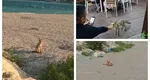 O vulpe a fost filmată în timp ce făcea plajă la Eforie Nord. La Neptun, o șireată mai îndrăzneață a mers direct la terasă: „E sezonul estival pentru oricine!”