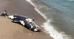 Delfin mort, adus din larg pe plaja din Neptun. Situația este alarmantă, numărul delfinilor morți din Marea Neagră fiind pe un trend acsendent