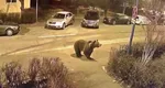 Urs pe străzile din Ploiești. Locuitorii au primit mesaje Ro-Alert în care erau sfătuiți să stea în case