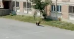 Urs împușcat în curtea unui liceu din Miercurea-Ciuc