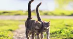 Reacțiile iubitorilor de pisici, după ce au văzut propunerea legislativă în care felinele trebuiau tratate ca fiind ”animale fără stăpân”. ”Le dau mari bătăi de cap parlamentarilor. Rușine”