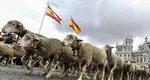 Străzile din Madrid au fost invadate de turme de oi. Animalele au traversat unele dintre cele mai aglomerate zone ale orașului