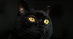 Ce înseamnă când vezi pisică neagră. Aduce cu adevărat GHINION sau, dimpotrivă, NOROC?