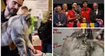 Elros, un motan din rasa Maine Coon, crescut în România, a câștigat titlul de World Winner 2023 la o expoziție de prestigiu din Strasbourg